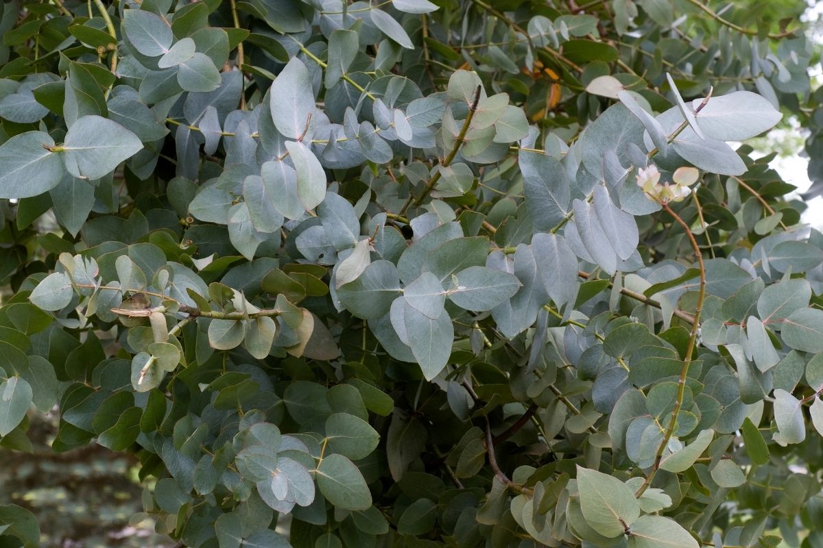 Alles over eucalyptus olie