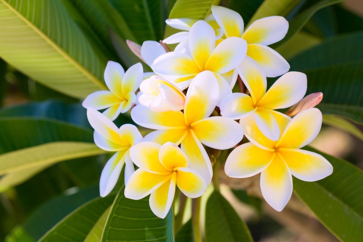 Alles over frangipani olie