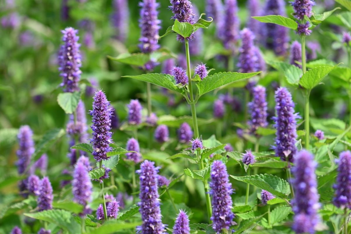 Alles over hyssop olie