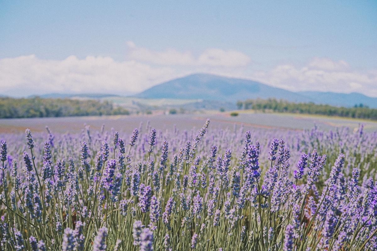 Alles over lavendel olie