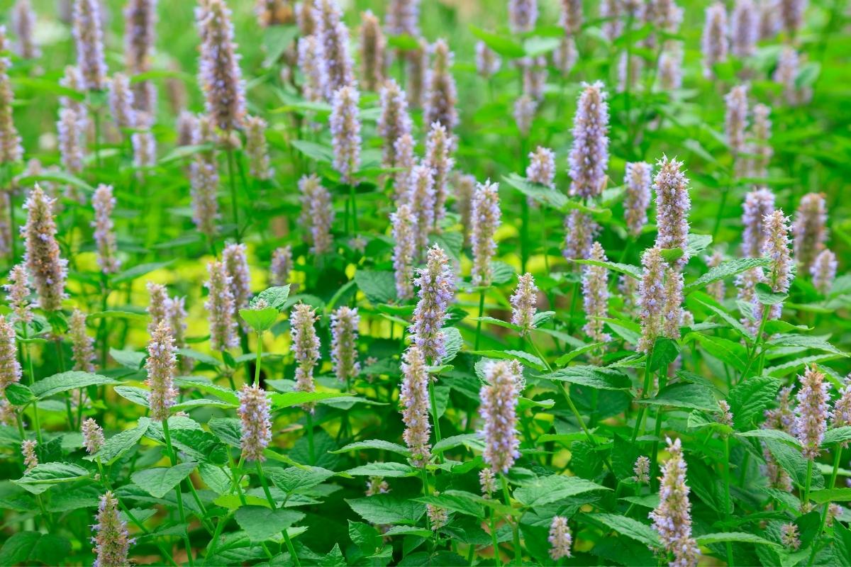 Alles over patchouli olie